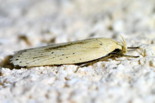 Réf. 333 418 : Agonopterix pallorella